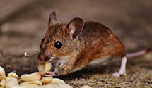 24 Hour & Emergency Exterminators in Raisinvl Twp, MI